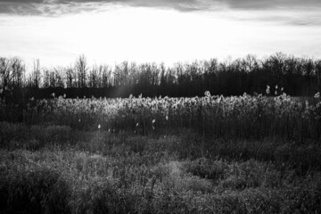 Obraz na płótnie Canvas Open field black and white.