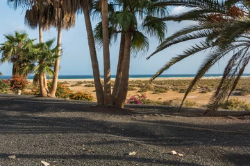 Tableaux sur verre Plage de Sotavento, Fuerteventura, Îles Canaries View of some palm trees and Sotavento Beach in the distance - Fuerteventura, Canary Islands, Spain