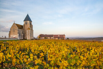 church in the vineyards of chablis