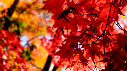 beautiful autumn leaves in Kyoto, Japan