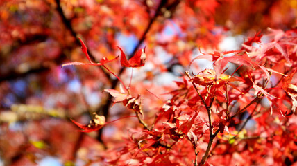 beautiful autumn leaves in Kyoto, Japan