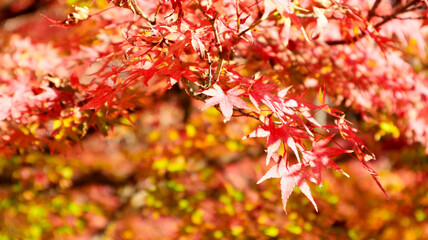 beautiful autumn leaves in Kyoto, Japan