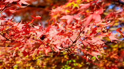 beautiful autumn leaves in Kyoto, Japan