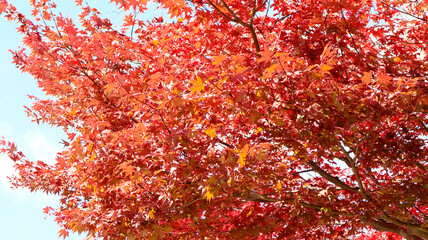 beautiful autumn leaves in Kyoto, Japan
