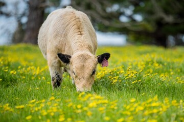 Stud Angus, wagyu, speckle park, Murray grey, Dairy and beef Cows and Bulls grazing on grass and...