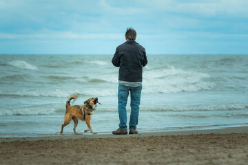 One man and his dog carrying a stick on the shore. Soft blue green waves and blue sky. 