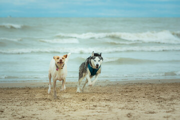 Two dogs running fast along beach waves. They are enjoying freedom. Copy space. 