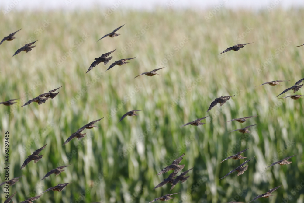 Sticker Bird flock flying over the cultivated field