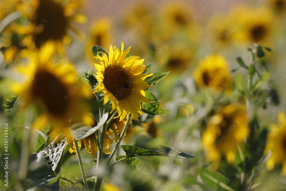 Canvas Prints closeup shot of a blooming sunflower field