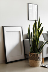 Blank frames and houseplant near light wall