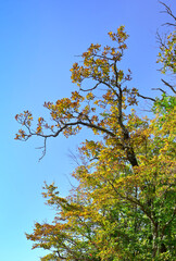 Branches of trees with autumn foliage