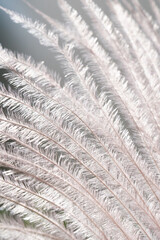 Decorative dried flower on a grey background.