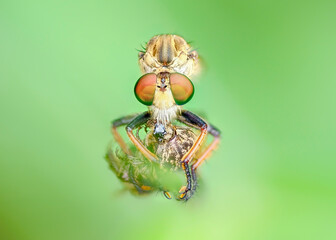 Robberfly on a leaf