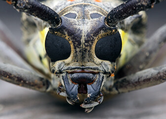 Close up of a Batocera rubus