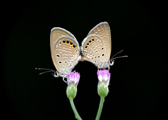 Mating on flowers