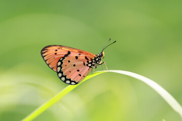 Butterfly on a grass
