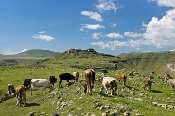 Cows grazing below ruins of citadel at Ani, Eastern Anatolia, Turkey