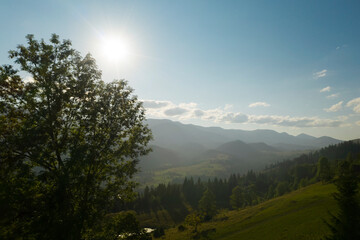 Beautiful green tree in mountains on sunny day