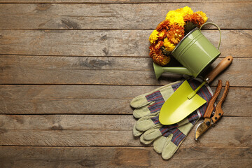 Watering can with beautiful Chrysanthemum flowers and gardening tools on wooden background