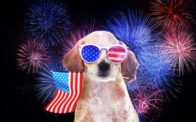 4th of July - Independence Day of USA. Cute dog with sunglasses and American flag on dark...