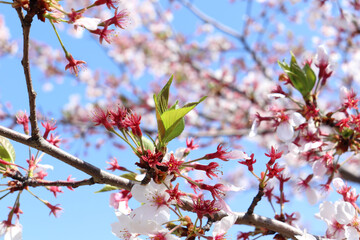 散っていく桜と開きだした葉桜