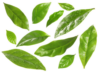 Set with fresh green leaves on white background
