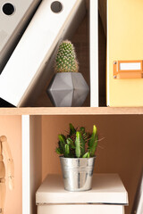 Green cacti and folders on shelf unit, closeup