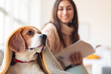 Cute Beagle dog with owner at home on autumn day