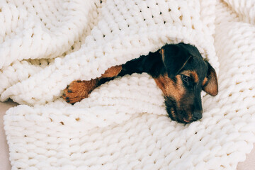 Dog breed yag-terrier on light background. A small puppy, pet, lies in fluffy soft blanket, hid in blanket.