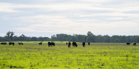 Stud Angus, wagyu, Murray grey, Dairy and beef Cows and Bulls grazing on grass and pasture in a...