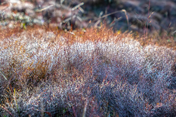 Pink grass in the morning when the dew on the grass seeds to create the snow sparkling in the sun is beautiful