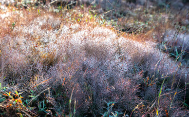 Pink grass in the morning when the dew on the grass seeds to create the snow sparkling in the sun is beautiful