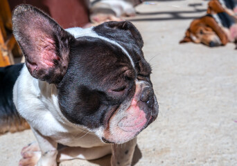 Bulldog portrait in domesticated pet. They have a saggy face and wrinkled skin but are very friendly to humans