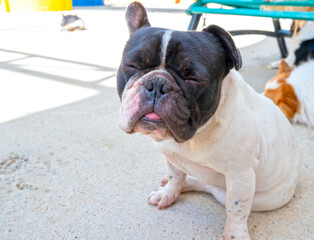 Bulldog portrait in domesticated pet. They have a saggy face and wrinkled skin but are very friendly to humans