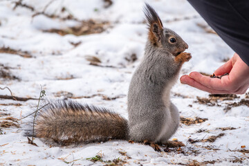 Squirrel eats nuts from a man's hand. Caring for animals in winter or autumn.