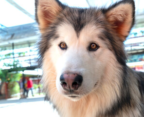 Alaska Malamute dog portrait in domesticated pet. They are very friendly and good excessively should choose as pets in your home to close to children