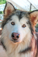 Obraz premium Alaska Malamute dog portrait in domesticated pet. They are very friendly and good excessively should choose as pets in your home to close to children