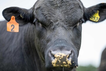 Close up of Stud Beef bulls and cows grazing on grass in a field, in Australia. breeds include...