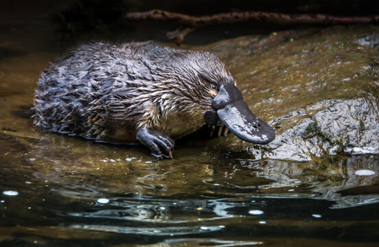 Platypus