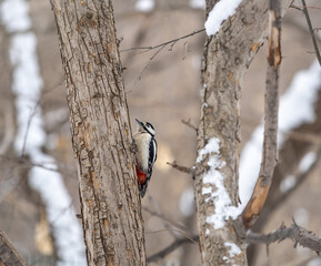 Little woodpecker sits on a tree trunk with snow in winter. The great spotted woodpecker, Dendrocopos major