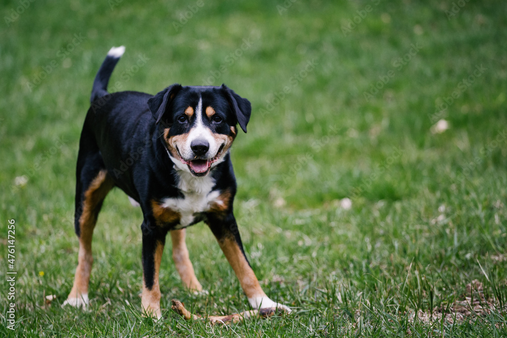 Poster closeup of a cute entlebucher black mountain dog playing at sport training