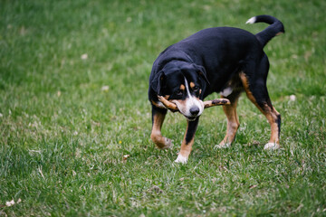 Closeup shot of a cute Swiss  Entlebucher mountain dog in the park with a woos stick at training