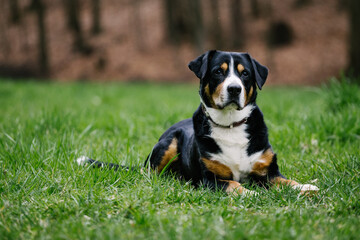 Closeup shot of a cute Swiss  Entlebucher mountain dog in the park with green grass