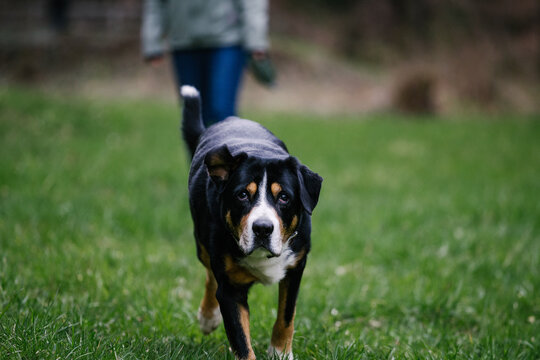 Adorable Swiss Mountain Dog Running On The Grassy Field