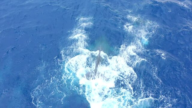 A female Humpback whale tail slapping, fin slapping and lobtailing with her calf close by.