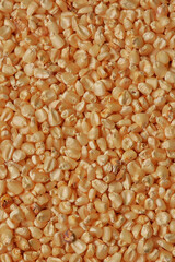 Corn corn. Cob grains. Raw corn