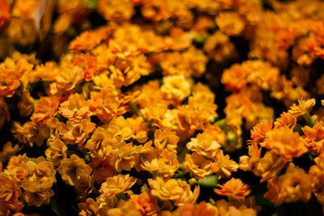 The first beautiful yellow flower blooming