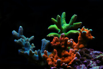 Montipora colorful stony coral in reef aquarium tank