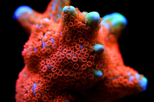 Montipora colorful stony coral in reef aquarium tank