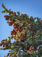 Many cones on spruce. Green spruce branches with needles and many cones in winter. Spruce. Background image.